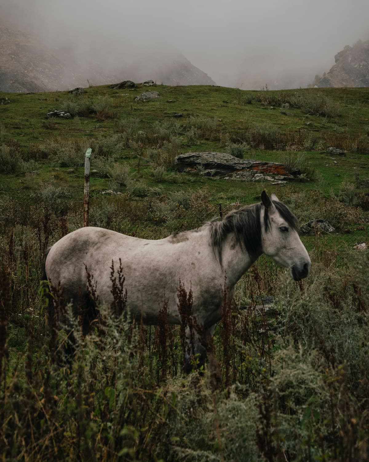 A grey horse standing in rough upland pasture, a ridge lost in mist behind